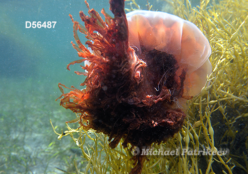 Lion's Mane Jellyfish (Cyanea capillata)